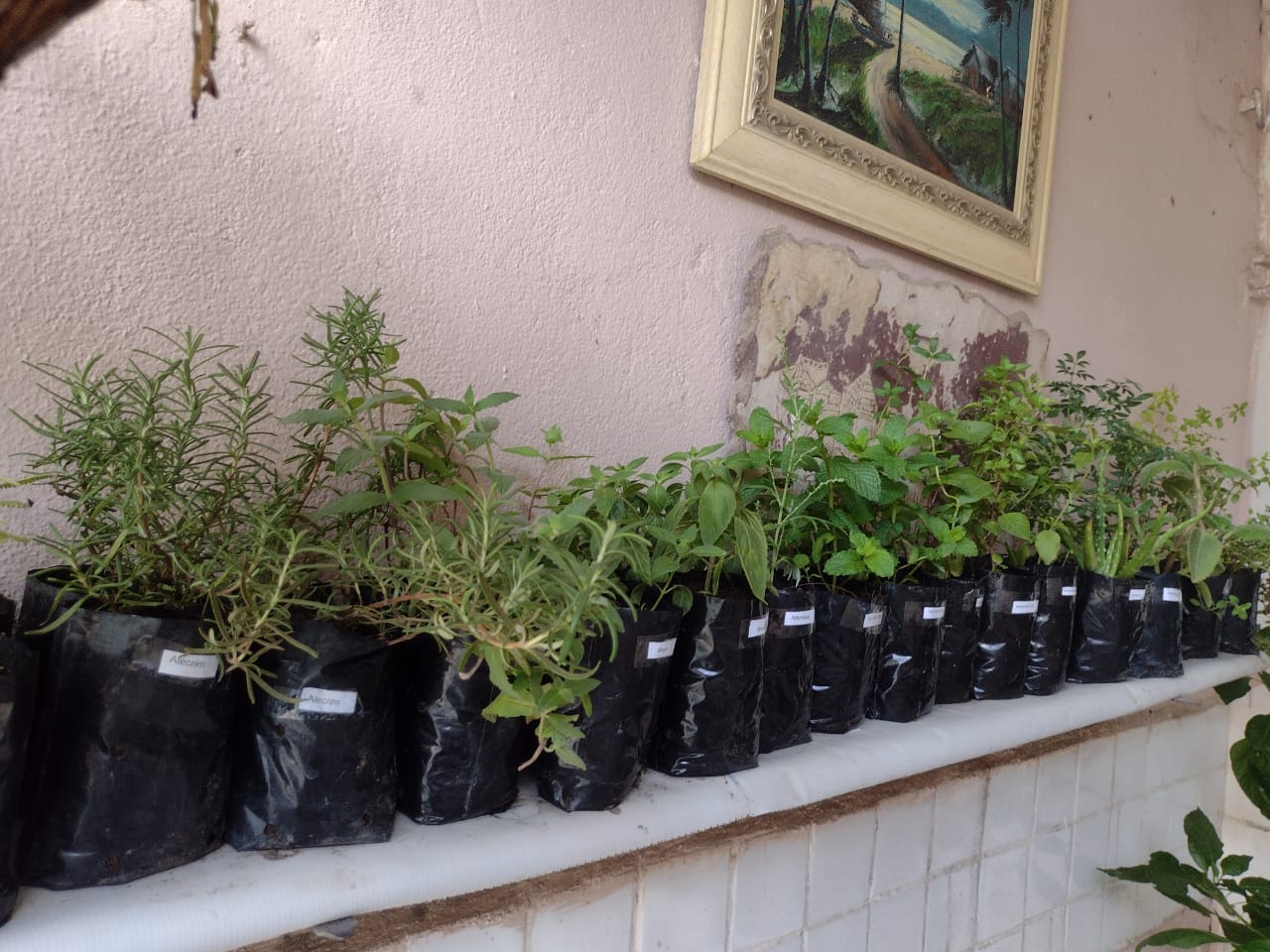 Rede pela Transição Agroecológica