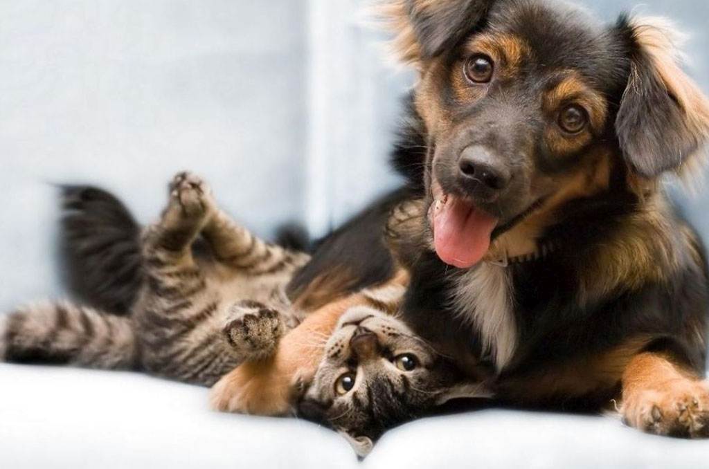 Castração popular: conheça 12 locais que oferecem o serviço gratuito para cães e gatos!